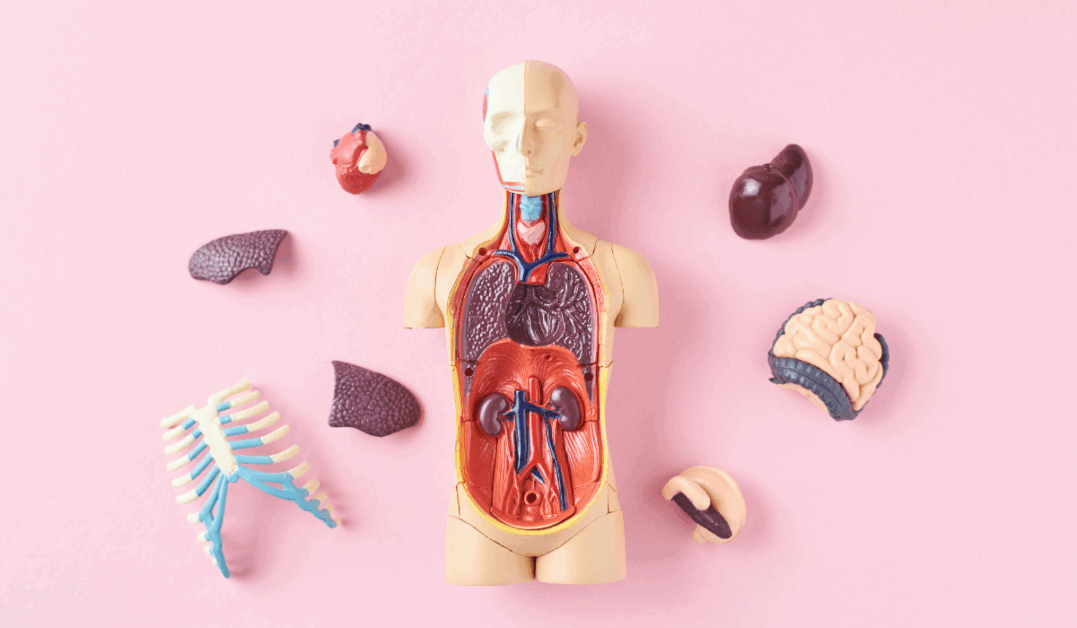 Internal Medicine